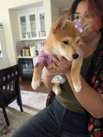 Suki, a female Shiba Inu for sale in Rancho Santa Margarita, CA – Photo 9 of 9