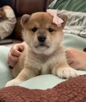 Suki, a female Shiba Inu for sale in Rancho Santa Margarita, CA – Photo 1 of 10