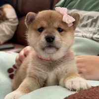 Suki, a female Shiba Inu for sale in Rancho Santa Margarita, CA – Photo 5 of 9