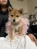 Suki, a female Shiba Inu for sale in Rancho Santa Margarita, CA – Photo 8 of 10