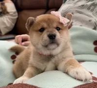 Suki, a female Shiba Inu for sale in Rancho Santa Margarita, CA – Photo 4 of 10