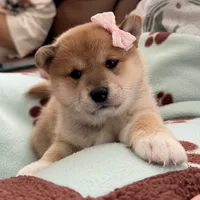 Suki, a female Shiba Inu for sale in Rancho Santa Margarita, CA – Photo 3 of 10