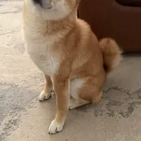 Suki, a female Shiba Inu for sale in Rancho Santa Margarita, CA – Photo 7 of 9