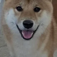 Suki, a female Shiba Inu for sale in Rancho Santa Margarita, CA – Photo 3 of 9