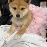 Suki, a female Shiba Inu for sale in Rancho Santa Margarita, CA – Photo 1 of 9
