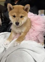 Suki, a female Shiba Inu for sale in Rancho Santa Margarita, CA – Photo 2 of 10