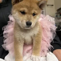 Suki, a female Shiba Inu for sale in Rancho Santa Margarita, CA – Photo 2 of 9