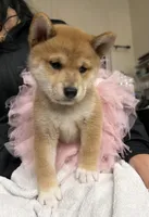 Suki, a female Shiba Inu for sale in Rancho Santa Margarita, CA – Photo 7 of 10