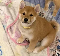 Nagi, a male Shiba Inu for sale in Rancho Santa Margarita, CA – Photo 1 of 7