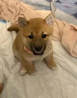 processed/f9046a49-942f-40ce-a549-7217416ecb3b/listing/b554eb29-02bc-43f0-ae65-b2564f6812c8/4abdc072-db9b-403d-af17-12d19e217221