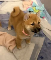 processed/f9046a49-942f-40ce-a549-7217416ecb3b/listing/b554eb29-02bc-43f0-ae65-b2564f6812c8/b0a6fed0-7dd0-4188-bb1d-6e90536f6cd1