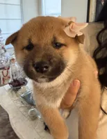 processed/f9046a49-942f-40ce-a549-7217416ecb3b/listing/b554eb29-02bc-43f0-ae65-b2564f6812c8/f8c7f7c8-61b0-49d5-880c-c13d87ff788f