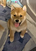 processed/f9046a49-942f-40ce-a549-7217416ecb3b/listing/d88da66d-db50-4335-afad-ab1640ed37cc/2cf3ae1d-b6cd-4533-a0ae-665b03ee7b4e