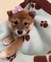 processed/f9046a49-942f-40ce-a549-7217416ecb3b/listing/d88da66d-db50-4335-afad-ab1640ed37cc/4b1d77be-4a78-4c23-862b-6a0e8c82fbfa