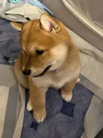 processed/f9046a49-942f-40ce-a549-7217416ecb3b/listing/d88da66d-db50-4335-afad-ab1640ed37cc/9c8b843b-c120-4848-9e3c-ecb5c1d1cfa9