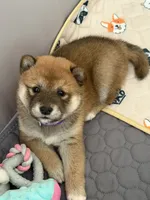 processed/f9046a49-942f-40ce-a549-7217416ecb3b/listing/d88da66d-db50-4335-afad-ab1640ed37cc/be53cb63-029a-4bac-990f-cddd5adfae37