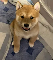 processed/f9046a49-942f-40ce-a549-7217416ecb3b/listing/d88da66d-db50-4335-afad-ab1640ed37cc/c84be7b1-fa75-4543-a6ac-610f71675037