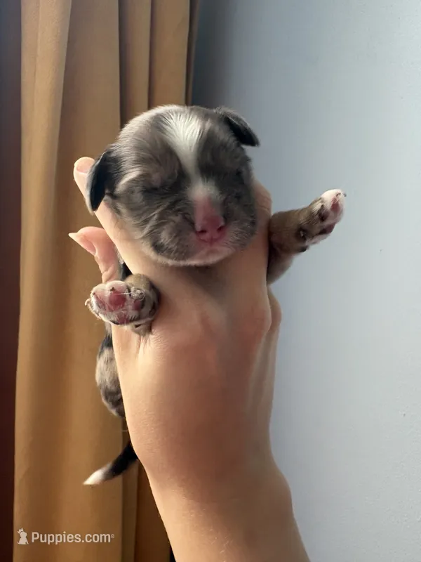 Ember  – Cocker Spaniel puppy for sale in Raleigh, NC