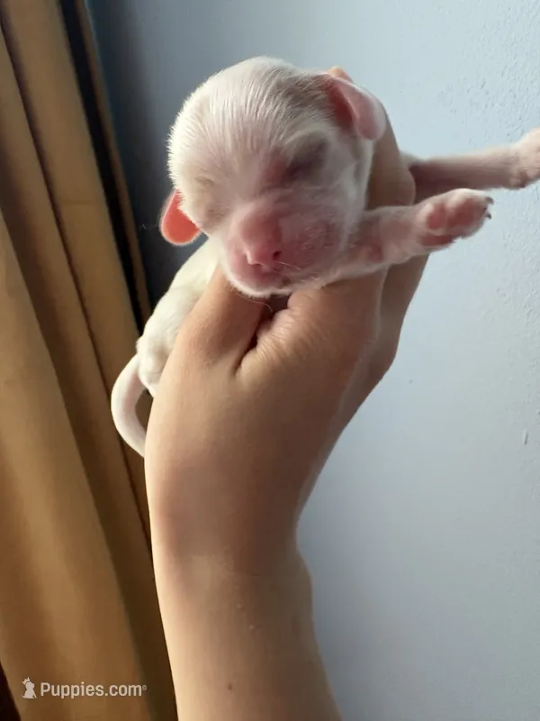 Opal – Cocker Spaniel puppy for sale in Raleigh, NC