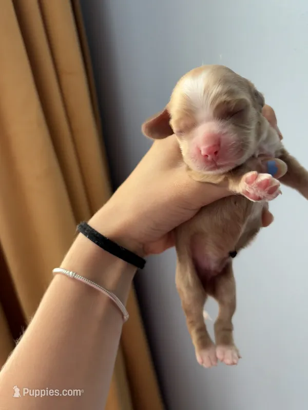 Rusty  – Cocker Spaniel puppy for sale in Raleigh, NC