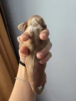 Rusty , a male Cocker Spaniel for sale in Raleigh, NC – 3 of 3