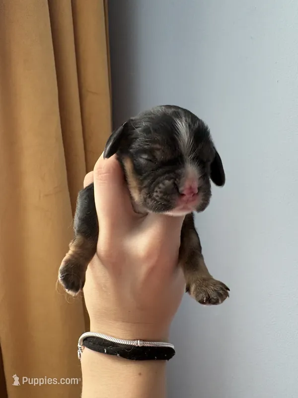 Rufus  – Cocker Spaniel puppy for sale in Raleigh, NC