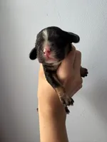 Rufus , a male Cocker Spaniel for sale in Raleigh, NC – 3 of 4