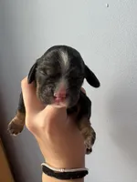 Rufus , a male Cocker Spaniel for sale in Raleigh, NC – 2 of 4