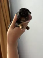 Atlas , a male Cocker Spaniel for sale in Raleigh, NC – 2 of 3