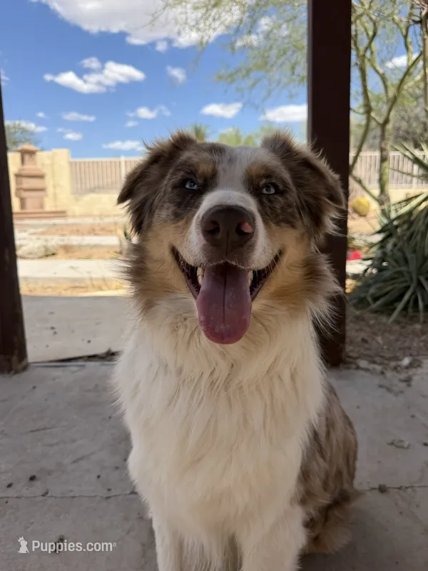 Bonzi – Australian Shepherd puppy for sale in Phoenix, AZ