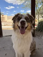 Bonzi, a male Australian Shepherd for sale in Phoenix, AZ – 1 of 1