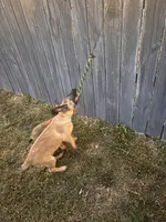Puppy, a male Belgian Malinois for sale in Columbia, SC – Photo 4 of 6