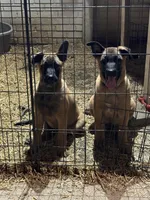 Puppy, a male Belgian Malinois for sale in Columbia, SC – Photo 2 of 6