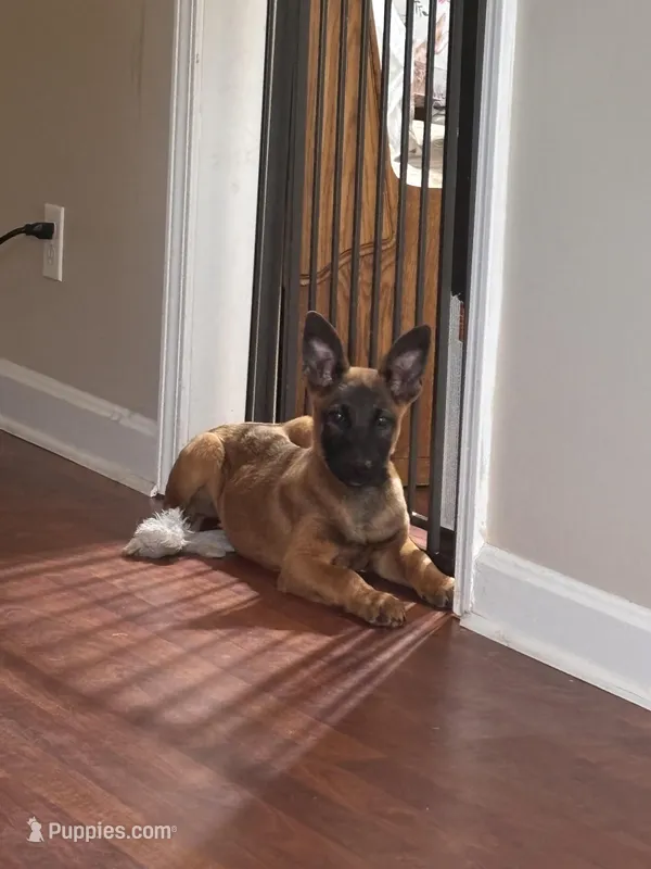 Puppy – Belgian Malinois puppy for sale in Columbia, SC