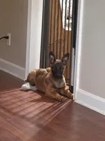 Puppy, a male Belgian Malinois for sale in Columbia, SC – Photo 1 of 6