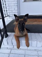 Puppy, a male Belgian Malinois for sale in Columbia, SC – Photo 6 of 6