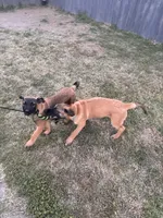 Puppy, a male Belgian Malinois for sale in Columbia, SC – Photo 5 of 6