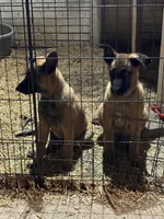 Puppy, a male Belgian Malinois for sale in Columbia, SC – Photo 3 of 6