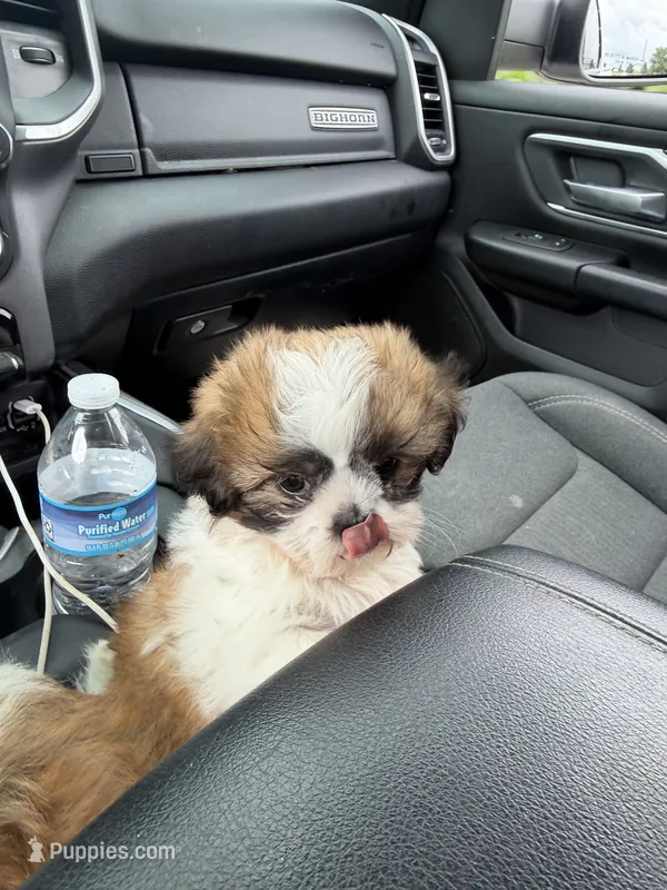RJ – Shih Tzu puppy for sale in Goshen, IN