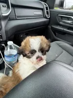 RJ, a male Shih Tzu for sale in Goshen, IN – 1 of 7