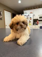 Lucy, a female Shih Tzu for sale in Goshen, IN – 1 of 3
