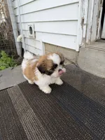 RJ, a male Shih Tzu for sale in Goshen, IN – 5 of 7
