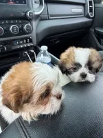 RJ, a male Shih Tzu for sale in Goshen, IN – 6 of 7