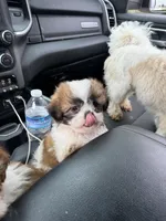 RJ, a male Shih Tzu for sale in Goshen, IN – 3 of 7