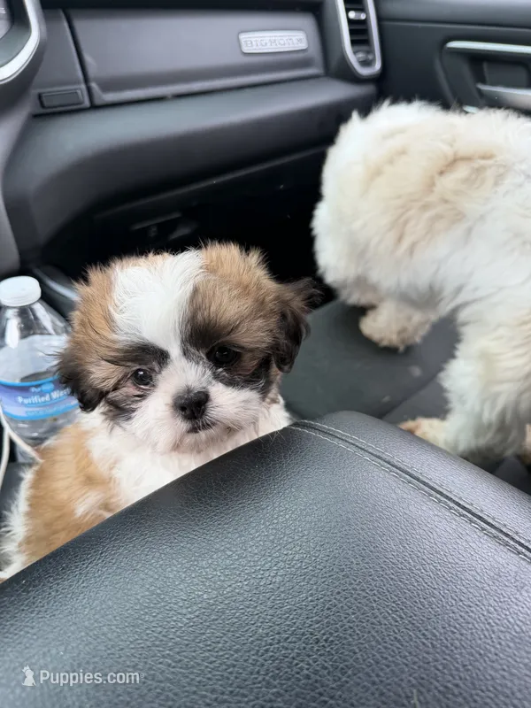 RJ – Shih Tzu puppy for sale in Goshen, IN