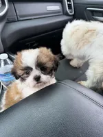 RJ, a male Shih Tzu for sale in Goshen, IN – 2 of 7