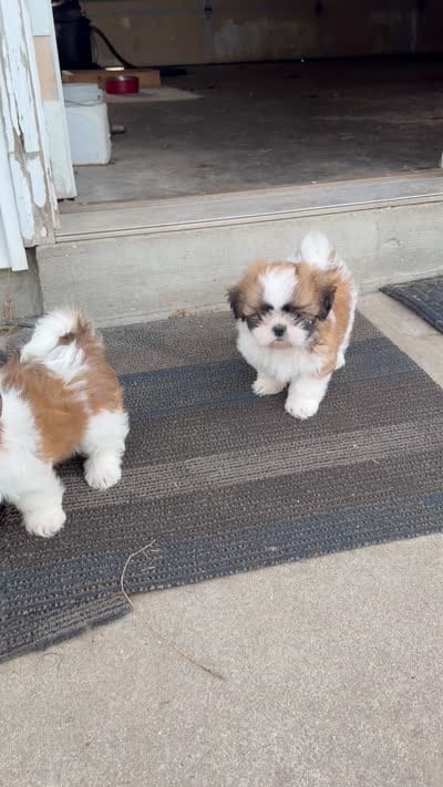RJ, a male Shih Tzu for sale in Goshen, IN – 4 of 7