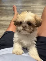 Lucy, a female Shih Tzu for sale in Goshen, IN – 2 of 3
