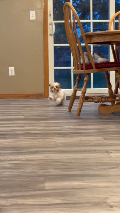 Lucy, a female Shih Tzu for sale in Goshen, IN – 3 of 3