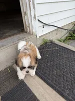 RJ, a male Shih Tzu for sale in Goshen, IN – 7 of 7